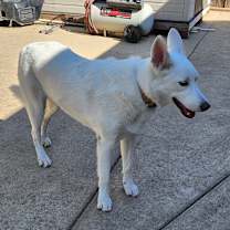 Thumbnail photo of Nala #2