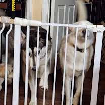Thumbnail photo of Nala #3