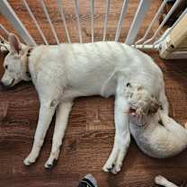 Thumbnail photo of Nala #4