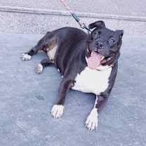 Thumbnail photo of Tinker #1