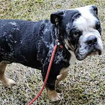 Thumbnail photo of Bentley #1