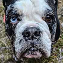 Thumbnail photo of Bentley #2