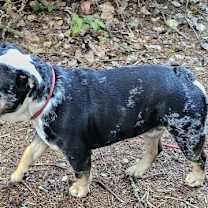 Thumbnail photo of Bentley #3