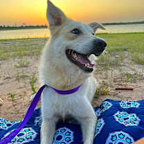 Thumbnail photo of Jubal #1