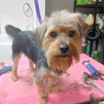 Thumbnail photo of Harvey #1