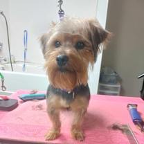 Thumbnail photo of Harvey #2