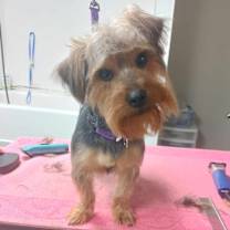 Thumbnail photo of Harvey #3