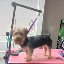 Thumbnail photo of Harvey #4