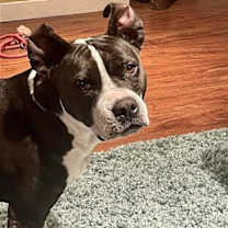 Thumbnail photo of Dottie #1