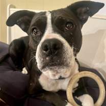 Thumbnail photo of Dottie #2