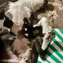 Thumbnail photo of Dottie #4