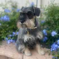 Thumbnail photo of Harper  (STOLEN) #2