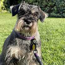 Thumbnail photo of Harper  (STOLEN) #4