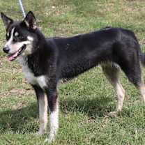 Thumbnail photo of Ryker #3