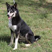 Thumbnail photo of Ryker #4