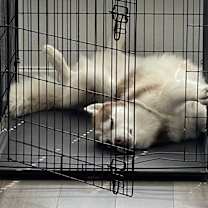 Thumbnail photo of Coby #4