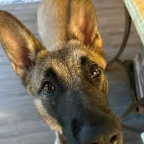 Thumbnail photo of Nixi #1