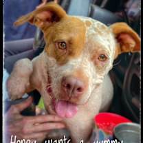 Thumbnail photo of Little Honey #1