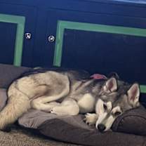 Thumbnail photo of Jade #1