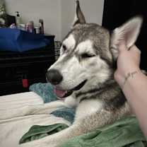 Thumbnail photo of Jade #3