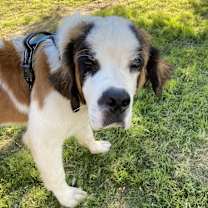 Thumbnail photo of Sullivan #1