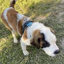 Thumbnail photo of Sullivan #2