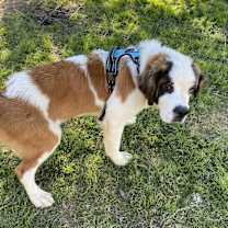 Thumbnail photo of Sullivan #3