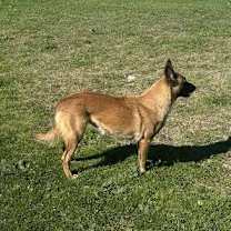 Thumbnail photo of Lacy fka Linda - located in Central TX #4