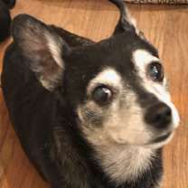 Thumbnail photo of Henriette-URGENT #4