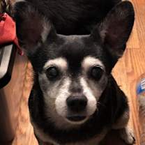 Thumbnail photo of Henriette-URGENT #2