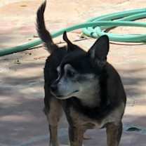 Thumbnail photo of Henriette-URGENT #3