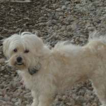 Thumbnail photo of SAMANTHA-Help Needed #1