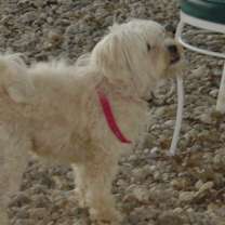 Thumbnail photo of SAMANTHA-Help Needed #2