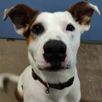 Thumbnail photo of Hank #1