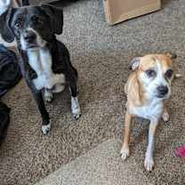 Thumbnail photo of Kailey (bonded pair) #1