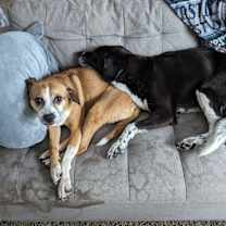 Thumbnail photo of Kailey (bonded pair) #3