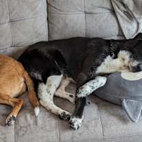 Thumbnail photo of Kailey (bonded pair) #4