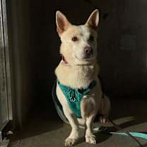 Thumbnail photo of Buddy #2