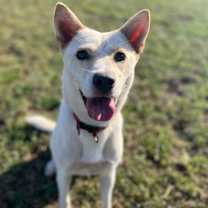 Thumbnail photo of Buddy #4