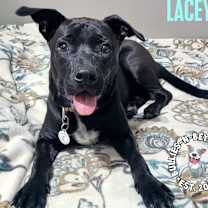 Thumbnail photo of Lacey #1