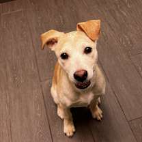 Thumbnail photo of Ginger #1
