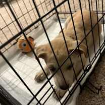 Thumbnail photo of Ginger #2