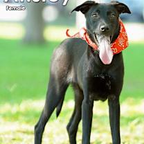 Thumbnail photo of Ansley #4