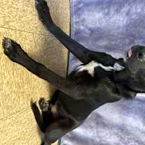 Thumbnail photo of Mason #1