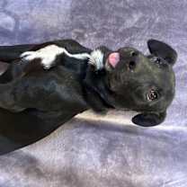 Thumbnail photo of Mason #3