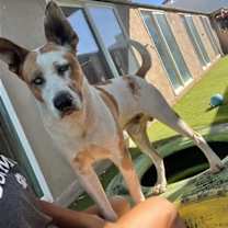 Thumbnail photo of Trotter #4