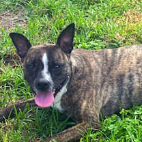 Thumbnail photo of Nova #4