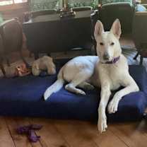 Thumbnail photo of Luna(shepherd) #2