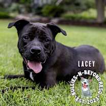 Thumbnail photo of Lacey #2