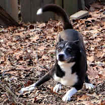 Thumbnail photo of Jack #2